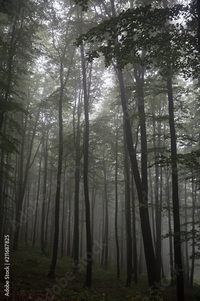 Obraz Foggy forest with beech, fir and pine. Rainy weather. National part reservation.