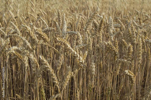 Fototapeta wheat field of ripe wheat