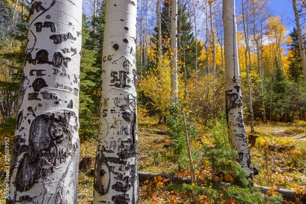 Fototapeta Tattooed Aspens