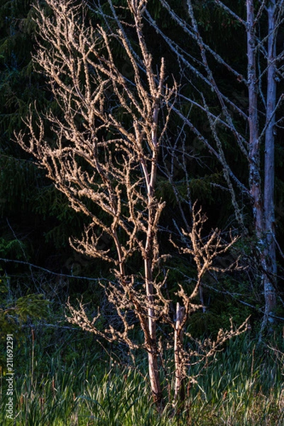 Obraz Last Light on the Forest Edge, Pacific County, Washington, 2018