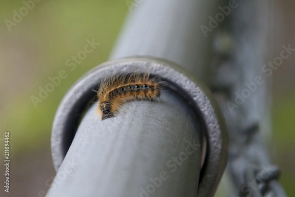 Obraz Caterpillar curls on fence