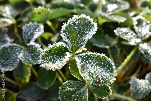 Obraz frost on a green leaf