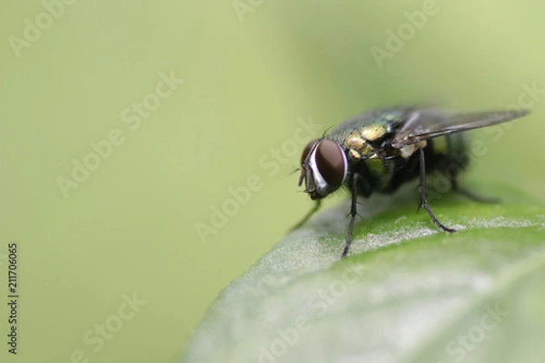 Fototapeta Bottle Fly