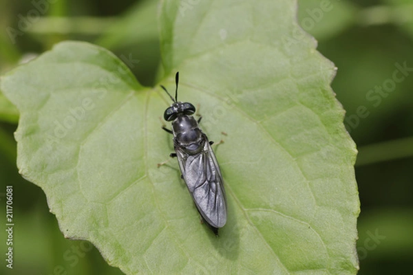 Fototapeta Black Bug