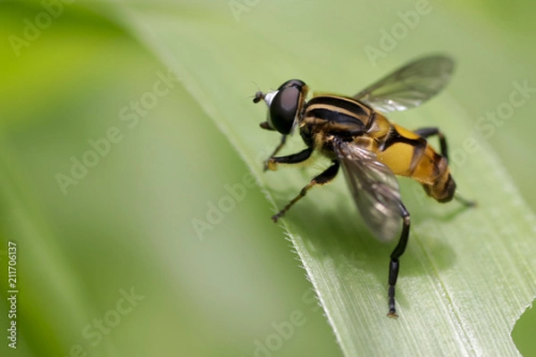 Fototapeta Yellow hoverfly