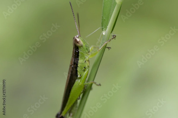 Fototapeta Grass hopper - Green