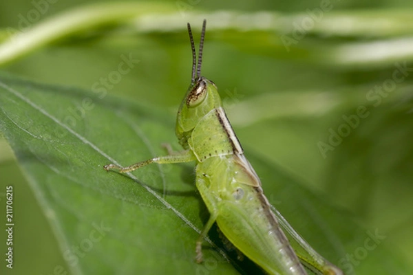 Fototapeta Grass hopper - Green