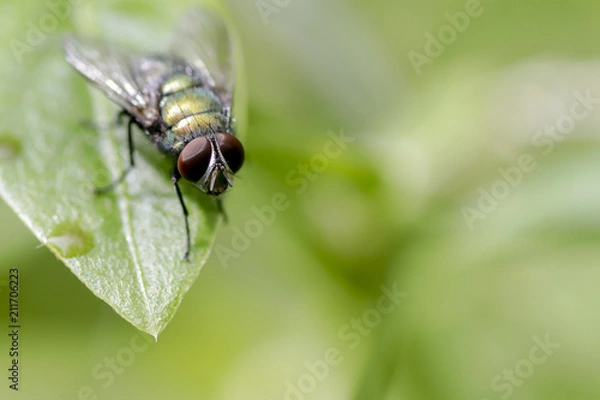 Fototapeta Green Bottle Fly 