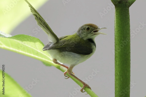 Fototapeta Common Tailorbird