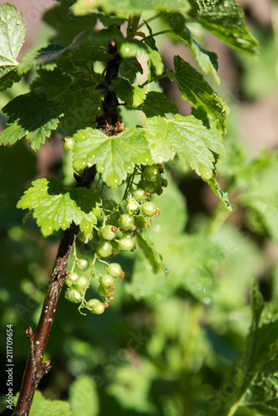 Obraz Unripened Red and White Currants Being Watered on Hot Day