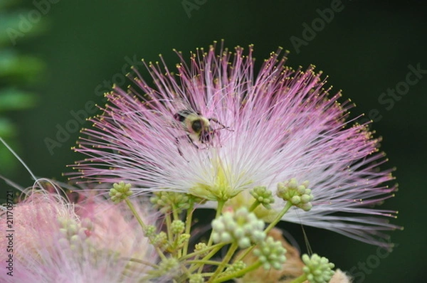 Fototapeta bumble bee