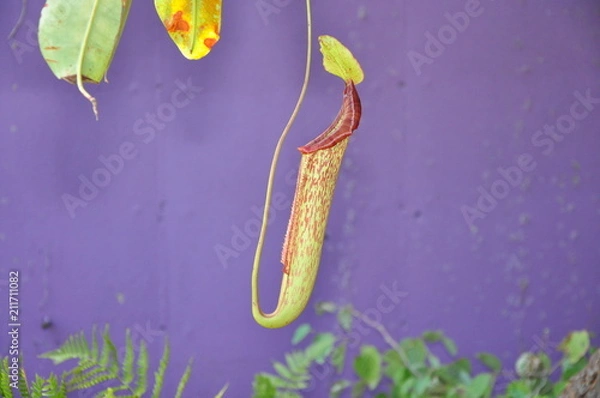 Obraz sarracenia