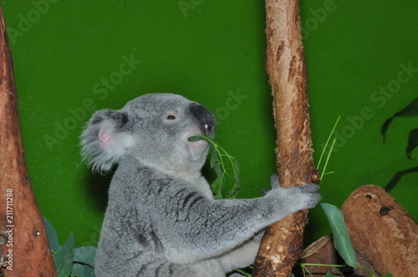 Fototapeta koala