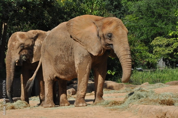 Fototapeta 2 elephants