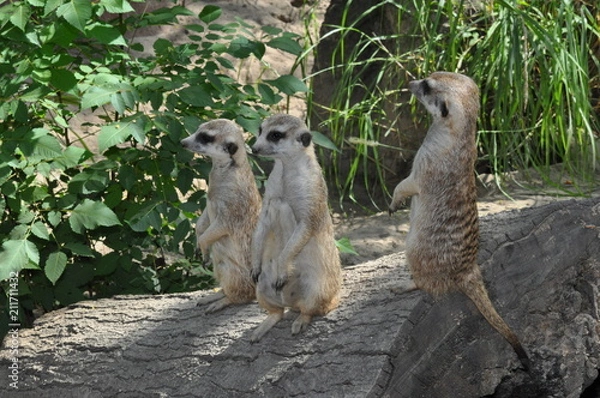 Obraz 3 meerkats