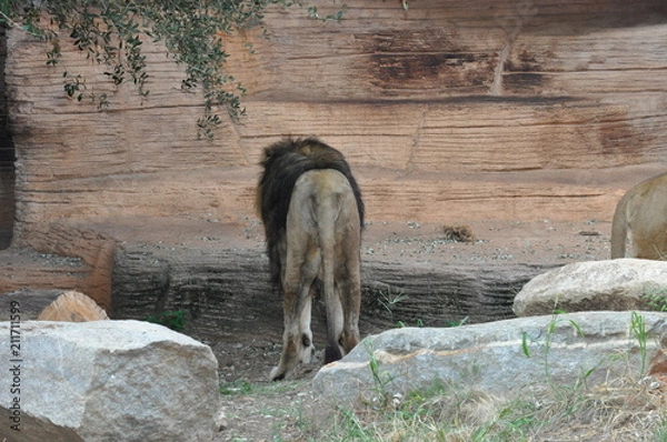 Fototapeta lion from behind