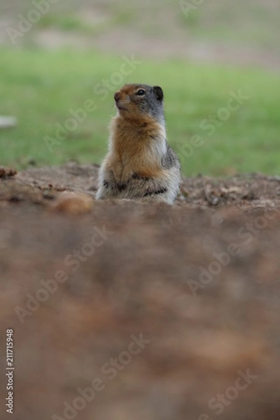 Obraz pop-up gopher 3