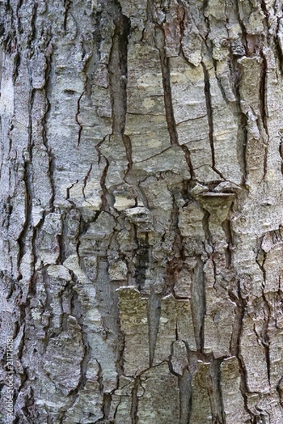 Fototapeta bark