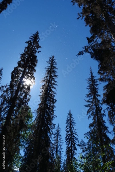 Fototapeta tree fluff 4