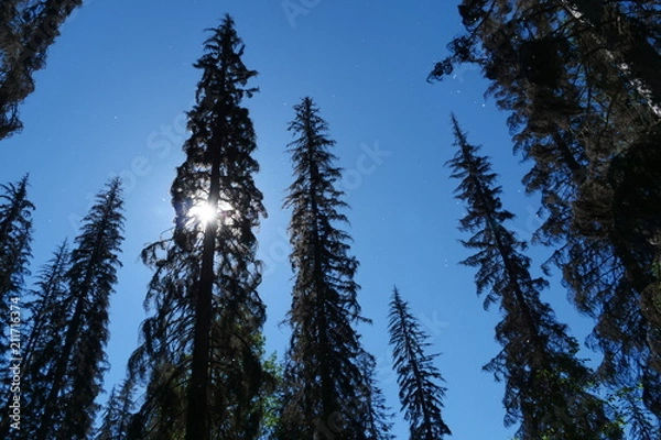 Fototapeta tree fluff 2