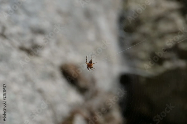 Fototapeta spider 2
