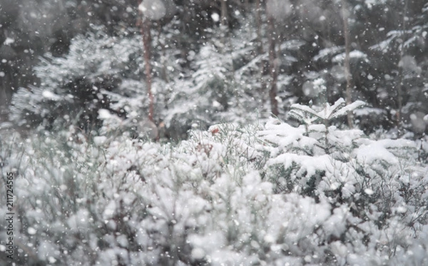 Fototapeta Winter forest. Landscape of winter forest on a sunny day. Snow-c