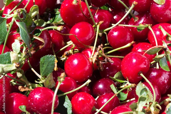 Obraz Fresh cherries with stems