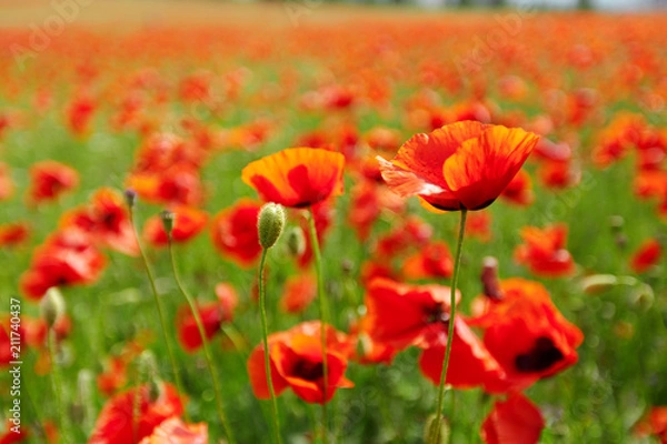 Fototapeta red poppy flowers in a field background