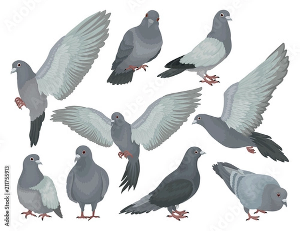 Fototapeta Grey pigeons set, doves in different poses vector Illustrations on a white background