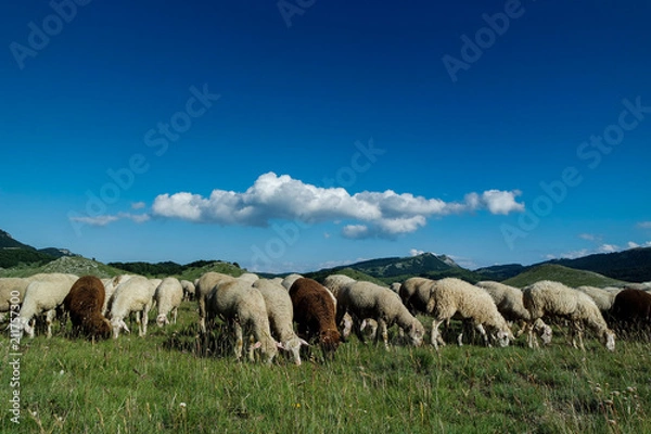 Fototapeta flock of sheep grazing in a meadow