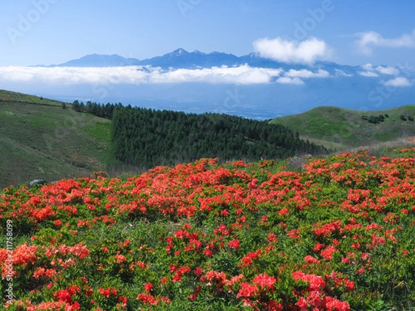 Obraz 霧ヶ峰高原のレンゲツツジ