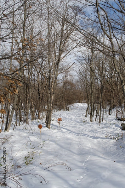 Fototapeta 雪の風景
