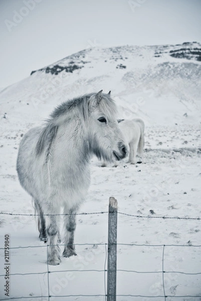 Obraz White hors b/w