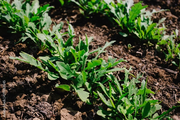 Fototapeta Young sprouts of Basil and arugula in the garden, growing spices. Organic leaf vegetable gardening.