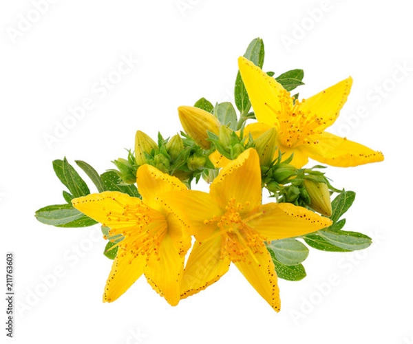 Obraz St. John's wort (Hypericum perforatum) isolated on white background