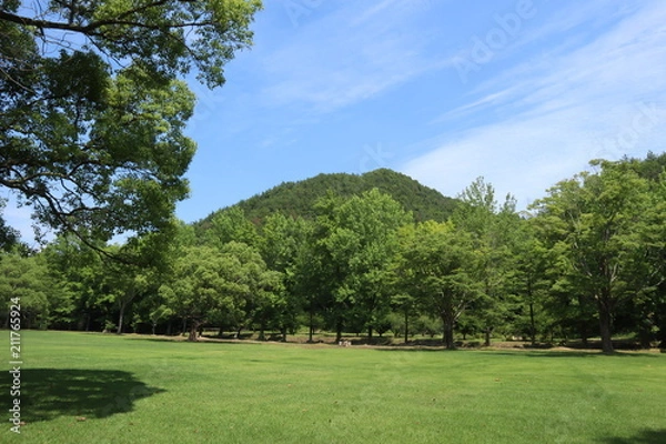 Fototapeta 芝生公園