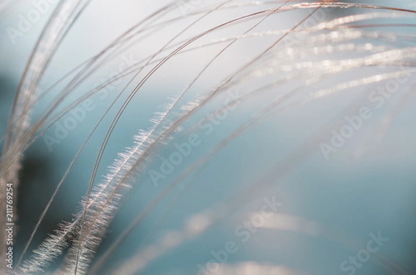 Obraz feather grass in a forest glade