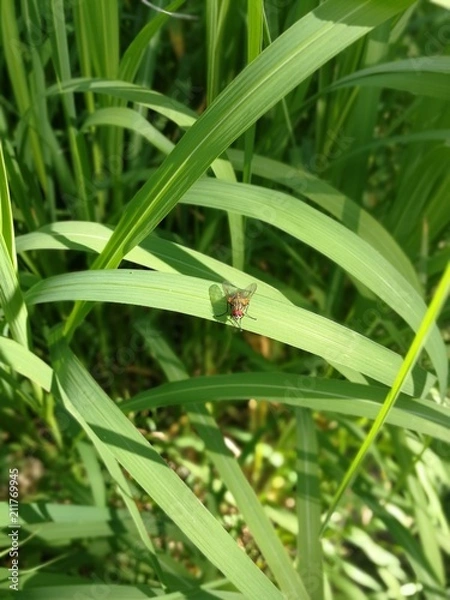 Fototapeta EDF Fliege auf Schilf