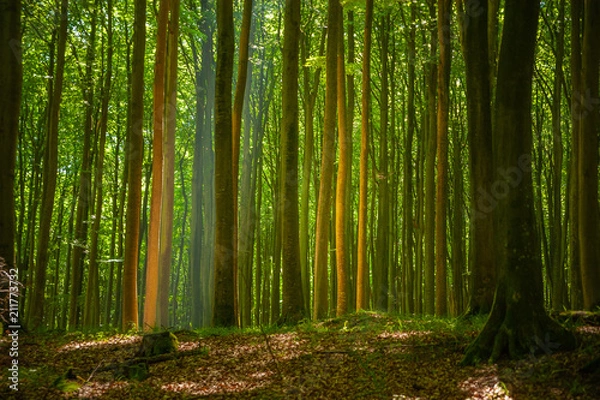 Fototapeta Buchenwald in Nationalpark Jasmund bei Sassnitz auf der Insel Rügen