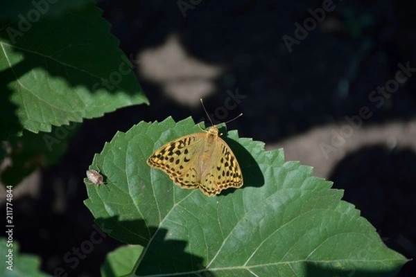 Obraz Brown butterfly on a leaf 1