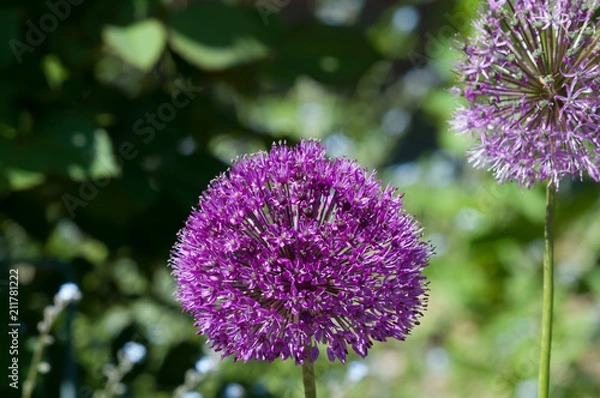 Obraz Allium - Zierzwiebel