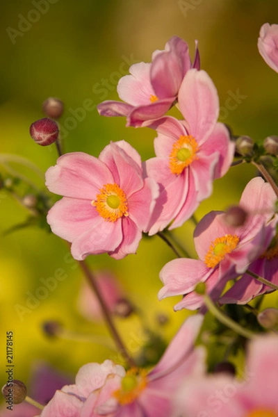 Obraz Anemone, September Charm