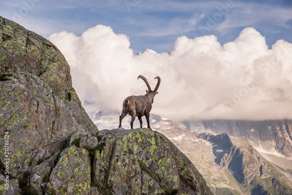 Fototapeta Wild Ibex in front of Iconic Mont-Blanc Mountain on a Sunny Summer Day.