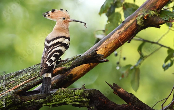 Obraz Eurasian Hoopoe or Common hoopoe (Upupa epops)