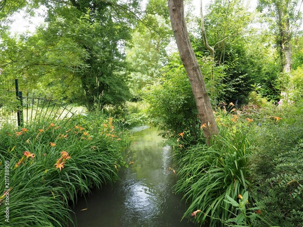 Fototapeta river in the forest