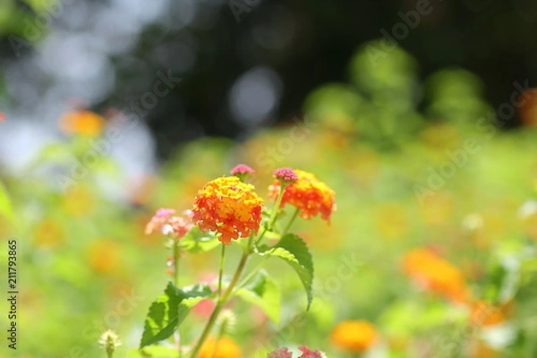 Fototapeta ランタナ