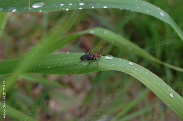 Obraz dew and tiny bug