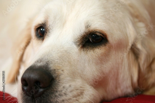 Obraz golden retriever