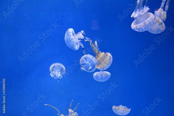 Obraz White jellyfish