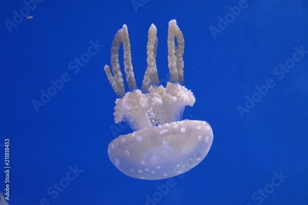 Obraz Jellyfish down